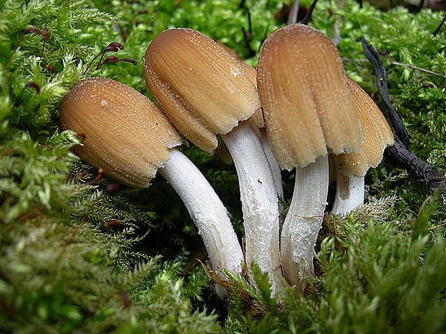 Il Tempo delle Morchelle